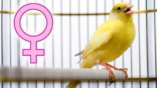 FEMALE canary SINGING [upl. by Nahgrom]