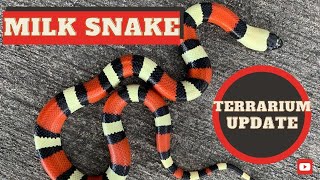 Milk Snake How To Setup Enclosure 2020 [upl. by Alletneuq]