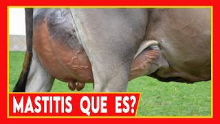 🏆 MASTITIS EN VACAS LECHERAS ✅ SINTOMAS Y TRATAMIENTO Ganado Bovino [upl. by Ilsa]