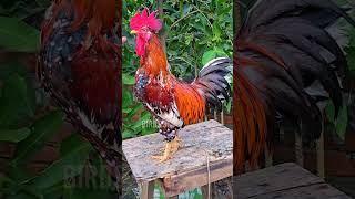 Most Beautiful Rooster In The World  Roosters Crowing  Rare Rooster Show Compilation 2024 [upl. by Primrosa]