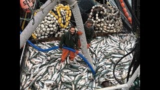 Increíble Barco De Pesca De Arrastre De Captura Grande Del Mundo [upl. by Erodaeht]