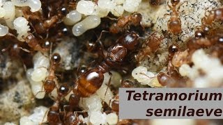 Tetramorium semilaeve [upl. by Atirat]