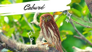 Caburé cantando  Glaucidium brasilianum  Ferruginous PygmyOwl [upl. by Goldie371]