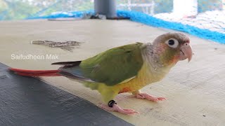 Hand Tamed Pineapple Conure Thrissur  Pineapple Conure Food  Pineapple Conure Growth Video [upl. by Innoc]