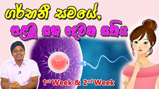 Pregnancy 1st and 2nd Week  Sinhala Medical Review  අම්මයි බබයි [upl. by Aleacin]