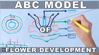 ABC Model of Flower Development [upl. by Alah]