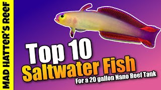 Top 10 Saltwater Fish for a 20 Gallon Nano Reef Tank [upl. by Stempson]