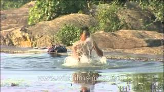 Young boy bathing in Thirparappu river [upl. by Bor]