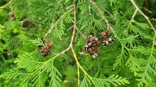 ID That Tree Northern White Cedar [upl. by Iams]