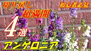 【花】アンゲロニアの育て方・切り戻し [upl. by Trinia]