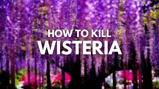 How to Kill Wisteria  Simple Ways To Save Your House From This Destructive Vine [upl. by Babbie]