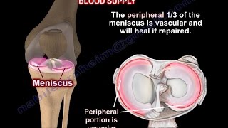 Anatomy Of The Meniscus  Everything You Need To Know  Dr Nabil Ebraheim [upl. by Towill]