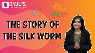 The Story of the Silk Worm  Class 610  Learn from BYJUS [upl. by Giacobo]