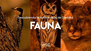 DESCUBRIENDO LA BIODIVERSIDAD DE CÓRDOBA Fauna [upl. by Hoenack]