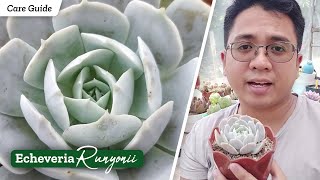 Echeveria Runyonii  Lucita ft Hybrids  Succulent Profile amp Care Guide  Kalei Plants [upl. by Gardel13]