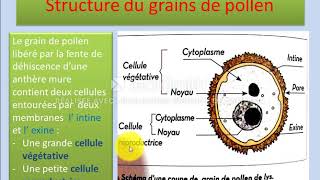 Structure et formation du grain de pollen [upl. by Brigg620]