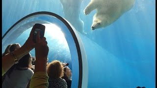 Polar Bears Assiniboine Park Zoo Winnipeg Manitoba Canada [upl. by Goldfarb524]