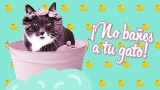 ¿Por qué NO debes bañar a tu gato ¿Puede enfermar 🙀 [upl. by Karney53]