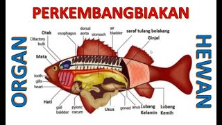 Organ Perkembangbiakan Generatif Hewan [upl. by Ahsitneuq]