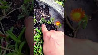 Update ice plant propagation 100 success rate garden iceplant delosperma propagation [upl. by Storz]