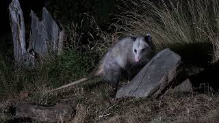 The Possum or Opossum sounds You Never Knew They Made [upl. by Schwitzer]