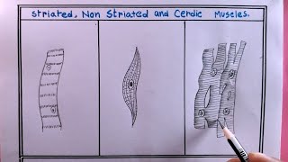 how to draw a muscle tissueshow to draw striated smooth and cardiac muscles [upl. by Hillegass]