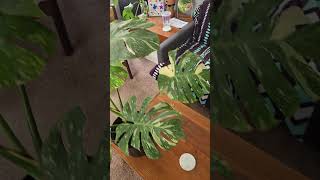 variegated monstera Finally monstera plants variegated plantlover [upl. by Puduns]