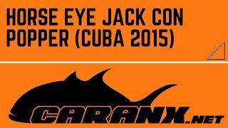 Horse Eye Jack con popper Cuba 2015 [upl. by Lail354]