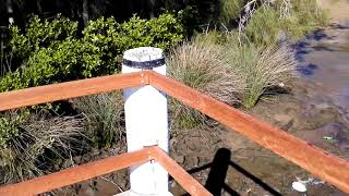 Chipping Norton Lake Liverpool NSW [upl. by Chaim574]