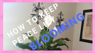 How to Keep Peace Lily Blooming  Part 7  Peace Lily Bloom [upl. by Norrej807]