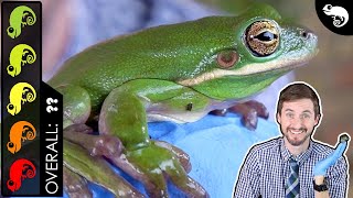 Green Tree Frog The Best Pet Amphibian [upl. by Aztiraj]