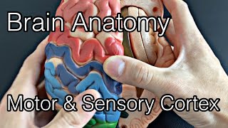 Anatomy of motor cortex and somatosensory cortex English [upl. by Aseral]