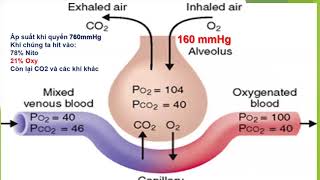 Arterial blood gas  Basic SaO2 PaO2 SpO2 FiO2  Thanh Trung [upl. by Calvinna]