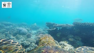 🐢 INCREDIBLE Hawksbill Turtle GoPro Footage 🐢  WWFAustralia [upl. by Neelyt]