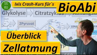 Zellatmung  Überblick aerobe Zellatmung  Glykolyse Citratzyklus Atmungskette Bio Abitur 2022 [upl. by Cash]