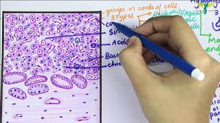 Histology of Pituitary gland \ Hypophysis Cerebri [upl. by Decrem327]