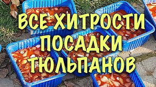 ВСЕ СЕКРЕТЫ правильной посадки ТЮЛЬПАНОВ сроки обработка глубина подкормка как сажать детки [upl. by Attiuqal265]