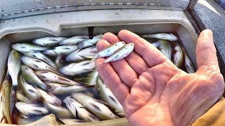 SECRETS For Catching LOADS Of White Perch SIMPLE and EASY [upl. by Jourdan]