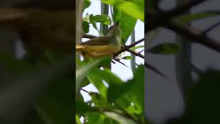 female sunbird Lost in pomegranate tree [upl. by Notlef]