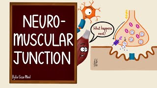 Excitation Contraction Coupling  Muscle Physiology 💪 [upl. by Apple933]