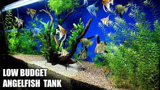 Build A Low Budget Planted Aquarium For Angelfish [upl. by Ynnam]