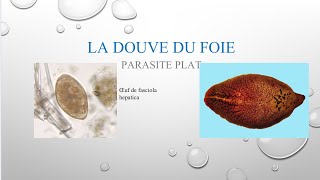 Parasitose et parasites alimentaires la DOUVE vidéo 24 [upl. by Can]