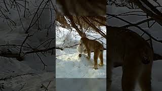 Canada Lynx Capturing a Hare in MidLeap wildlife lynx hare [upl. by Seafowl]