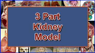 Biology  How the Kidneys Work  Kidneys Part 13 27 [upl. by Kancler83]