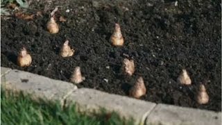 Spring Planting  How to Plant a Bulb [upl. by Pascoe63]