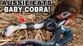 RARE Venomous Snake EATS Baby Cobras [upl. by Arteid971]