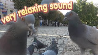 Dove Sound Pigeon Cooing Cuddling Sound [upl. by Yltneb]