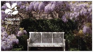 How to prune Wisteria  expert tips from the National Trust school of gardening [upl. by Aehtorod766]