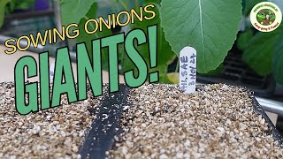 GIANT ONION Seeds Planted Will They REALLY Grow [upl. by Aimej443]