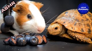 TORTOISE amp GUINEA PIG 🫐 ASMR EATING BLUEBERRY 🐢 Turtle Tortoise 84 [upl. by Leone]